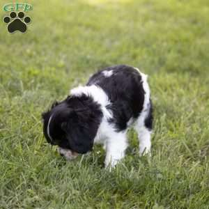 Leo, Cavalier King Charles Spaniel Puppy