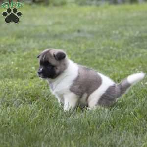 Diamond, Akita Puppy