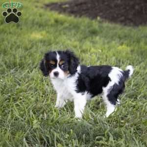 Leo, Cavalier King Charles Spaniel Puppy