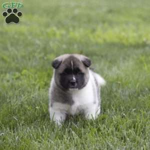 Diamond, Akita Puppy