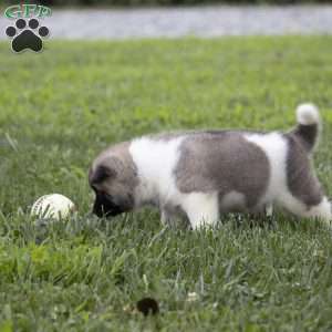 Diamond, Akita Puppy