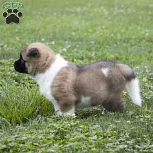 Desme, Akita Puppy