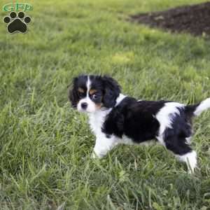 Leo, Cavalier King Charles Spaniel Puppy