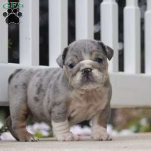 Cameron, English Bulldog Puppy