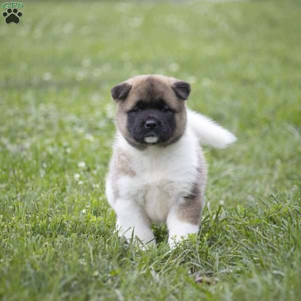 Desme, Akita Puppy