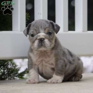 Cameron, English Bulldog Puppy