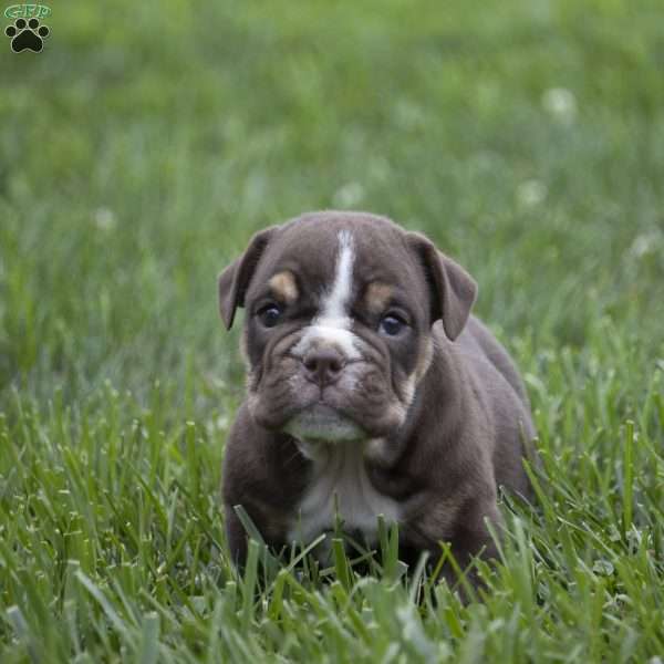 Carter, English Bulldog Puppy