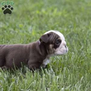 Cora, English Bulldog Puppy