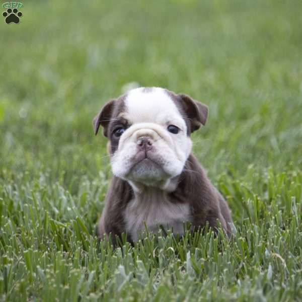Cora, English Bulldog Puppy