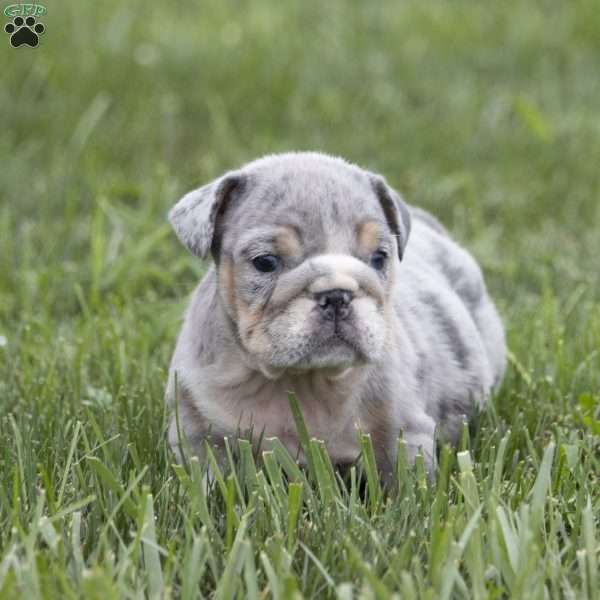 Cameron, English Bulldog Puppy