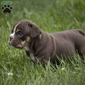 Carter, English Bulldog Puppy
