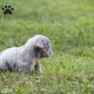 Clark, English Bulldog Puppy