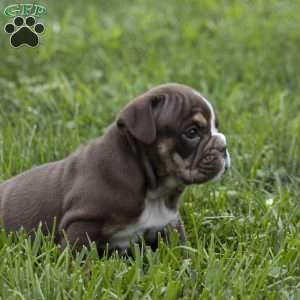 Carter, English Bulldog Puppy