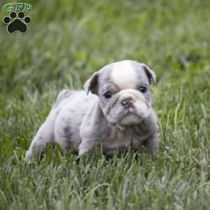 Clark, English Bulldog Puppy