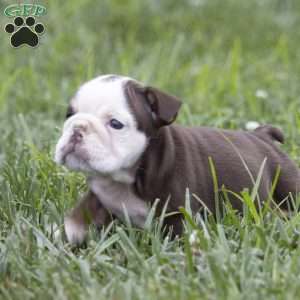 Cora, English Bulldog Puppy