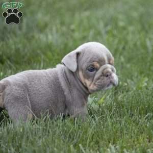 Cedric, English Bulldog Puppy