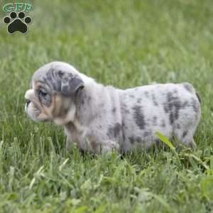 Cameron, English Bulldog Puppy