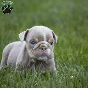 Cedric, English Bulldog Puppy