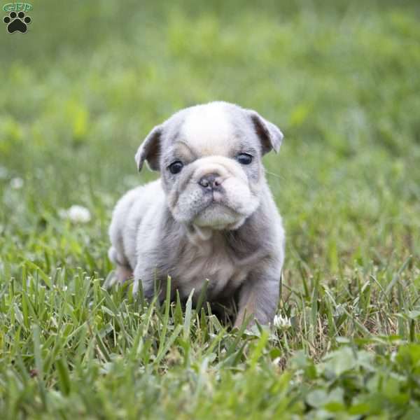 Clark, English Bulldog Puppy