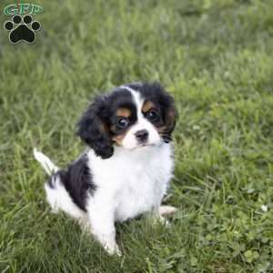 Leo, Cavalier King Charles Spaniel Puppy
