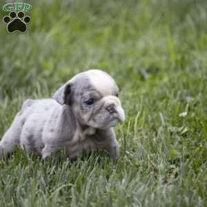Clark, English Bulldog Puppy
