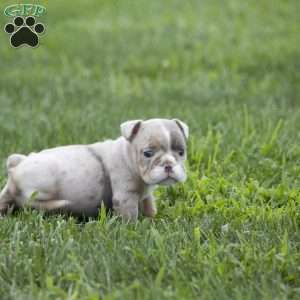 Casey, English Bulldog Puppy