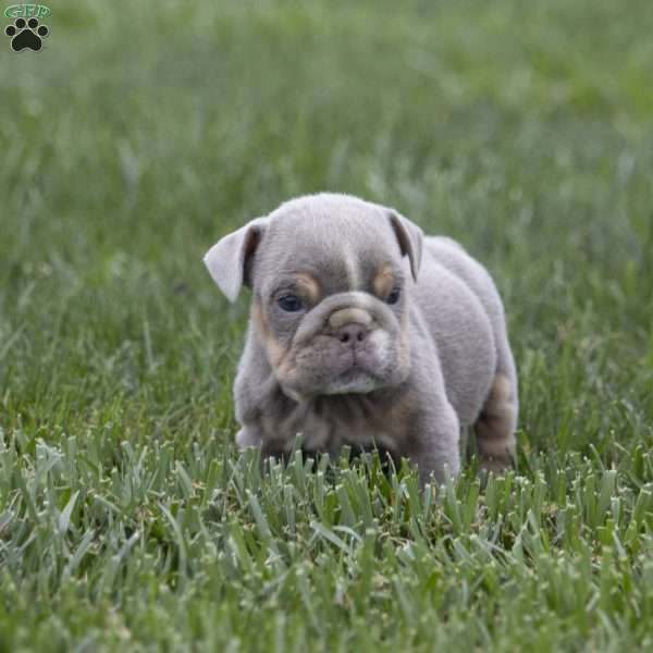 Cedric, English Bulldog Puppy
