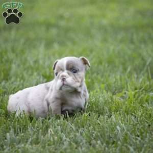 Casey, English Bulldog Puppy