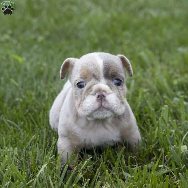 Casey, English Bulldog Puppy