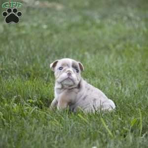 Casey, English Bulldog Puppy