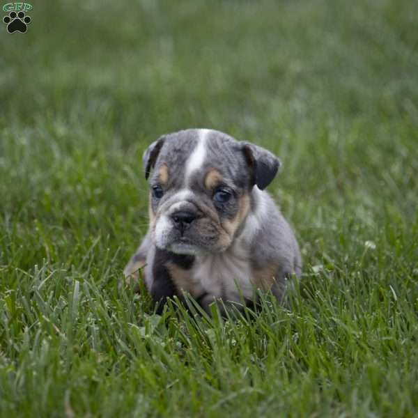 Chloe, English Bulldog Puppy