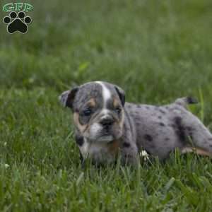 Chloe, English Bulldog Puppy