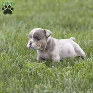 Casey, English Bulldog Puppy