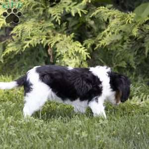 Leo, Cavalier King Charles Spaniel Puppy