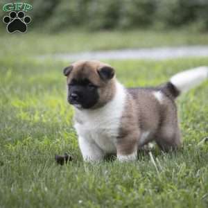 Desme, Akita Puppy