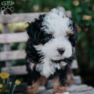 Valerie, Mini Bernedoodle Puppy