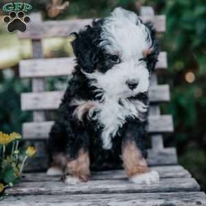Valerie, Mini Bernedoodle Puppy