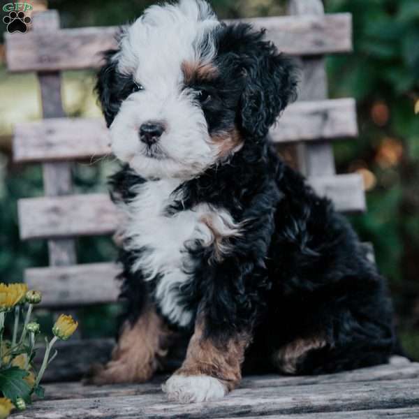 Valerie, Mini Bernedoodle Puppy