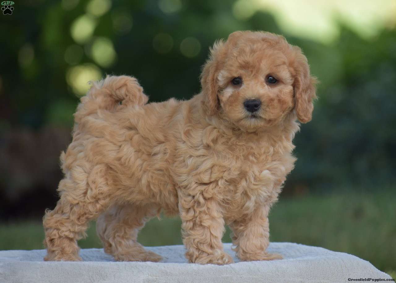Venus - Cavapoo Puppy For Sale in Pennsylvania