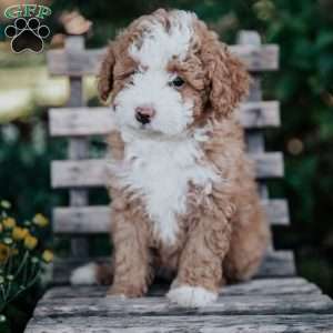 Veronica, Mini Bernedoodle Puppy