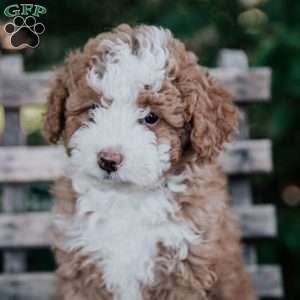 Veronica, Mini Bernedoodle Puppy