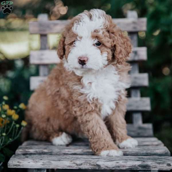 Veronica, Mini Bernedoodle Puppy