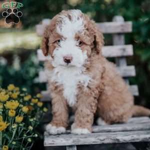 Veronica, Mini Bernedoodle Puppy