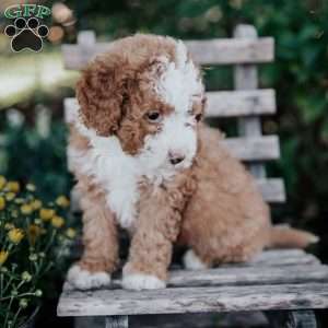 Veronica, Mini Bernedoodle Puppy