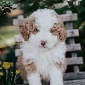 Veto, Mini Bernedoodle Puppy
