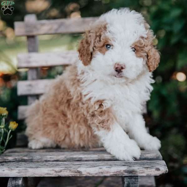 Veto, Mini Bernedoodle Puppy