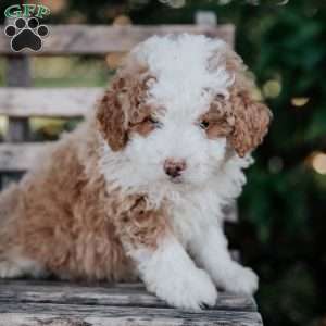 Veto, Mini Bernedoodle Puppy