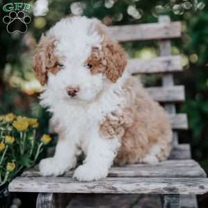 Veto, Mini Bernedoodle Puppy
