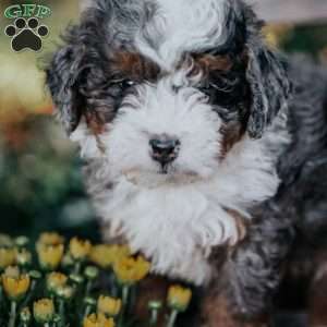 Victor, Mini Bernedoodle Puppy