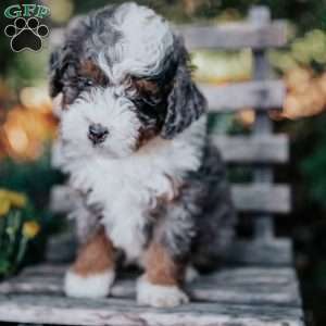 Victor, Mini Bernedoodle Puppy